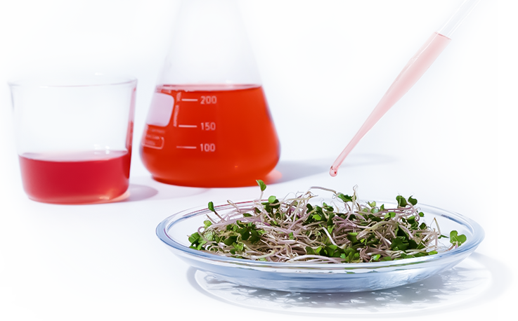 SULFORYOU Broccoli Revolution